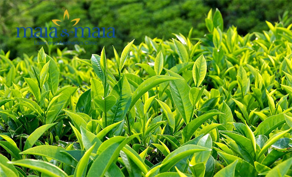 Trị mụn thịt xung quanh mắt bằng lá trà xanh Trị mụn thịt xung quanh mắt bằng lá trà xanh