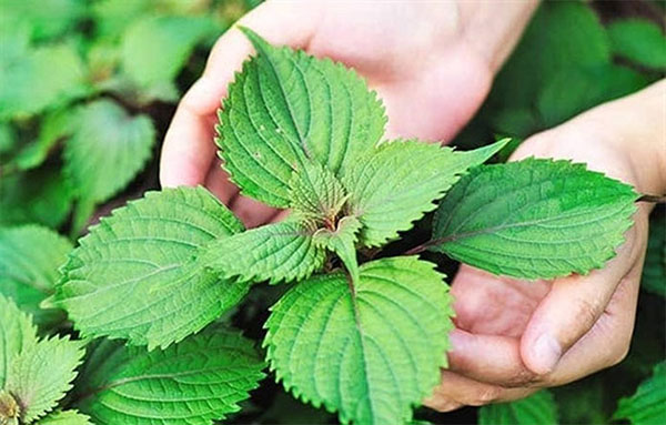 Chữa mề đay bằng lá tía tô Chữa mề đay bằng lá tía tô