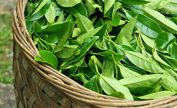 Chữa mề đay bằng lá trà xanh Chữa mề đay bằng lá trà xanh