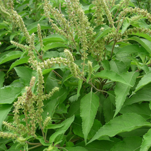 Cây hương nhu trắng
