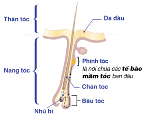 Cấu trúc của sợi tóc