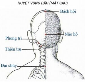 Các huyệt vị vùng đầu
