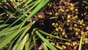 Saw Palmetto có chiết xuất từ cây cợ lùn