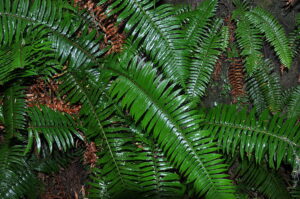 Polypodium leucotomos được chiết xuất từ loài dương xỉ nhiệt đới
