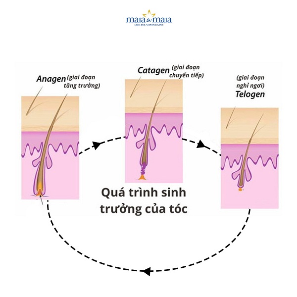 Vòng đời sinh trưởng của tóc có liên quan mật thiết tới nang tóc