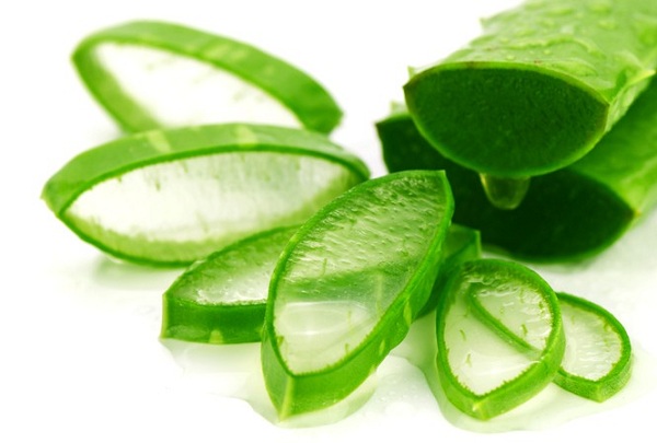 Cây nha đam có lượng gel dồi dào giúp phát triển tóc