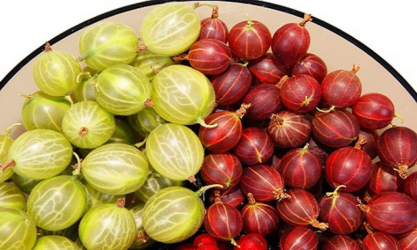 Quả lý gai