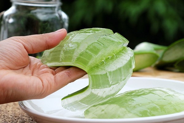 bên trong lá của nha đam là lớp gel trong suốt