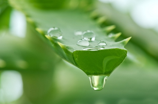 Gel nha đam là thành phần được ứng dụng rất nhiều trong chăm sóc sức khỏe