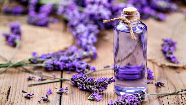 Dầu oải hương có rất nhiều công dụng trong cuộc sống