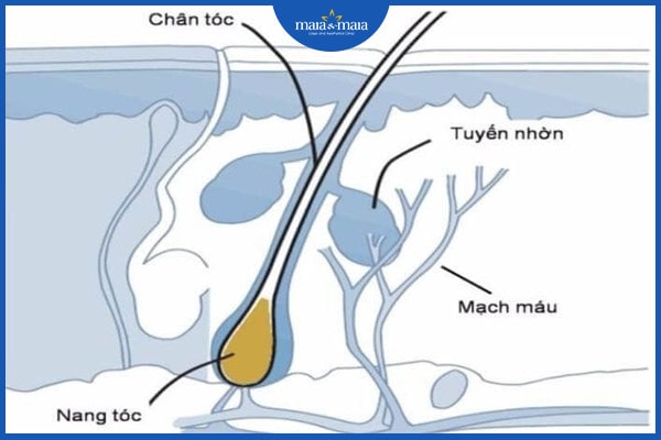 chân tóc yếu dễ rụng