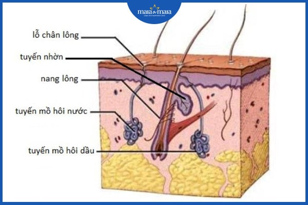 trẻ em bị hôi nách sớm