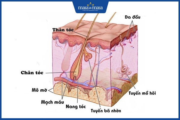 rụng tóc sau sốt xuất huyết