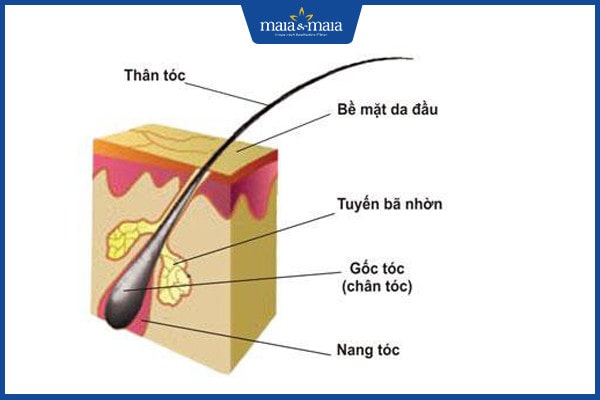 Cấy tóc